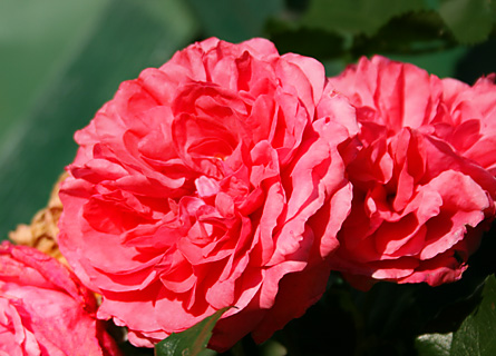 Rose im Garten der Fischerwiege am Passader See